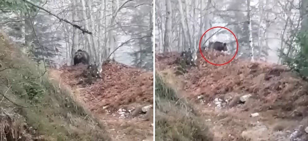 La storia del video virale dell’orso: era M62 (trovato morto a fine aprile) che seguiva dei cacciatori che avevano con loro